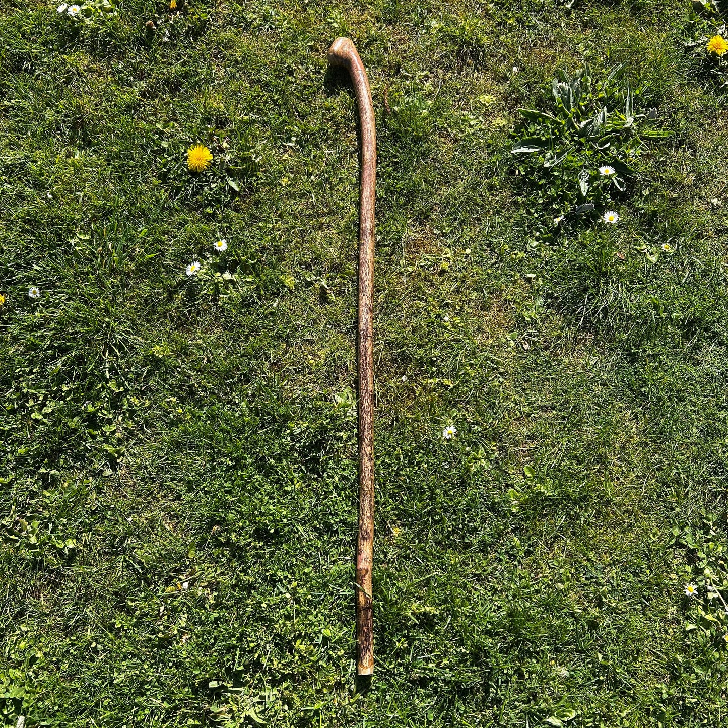 Hazel Shillelagh Knob Stick – 103 cm (40.5”)