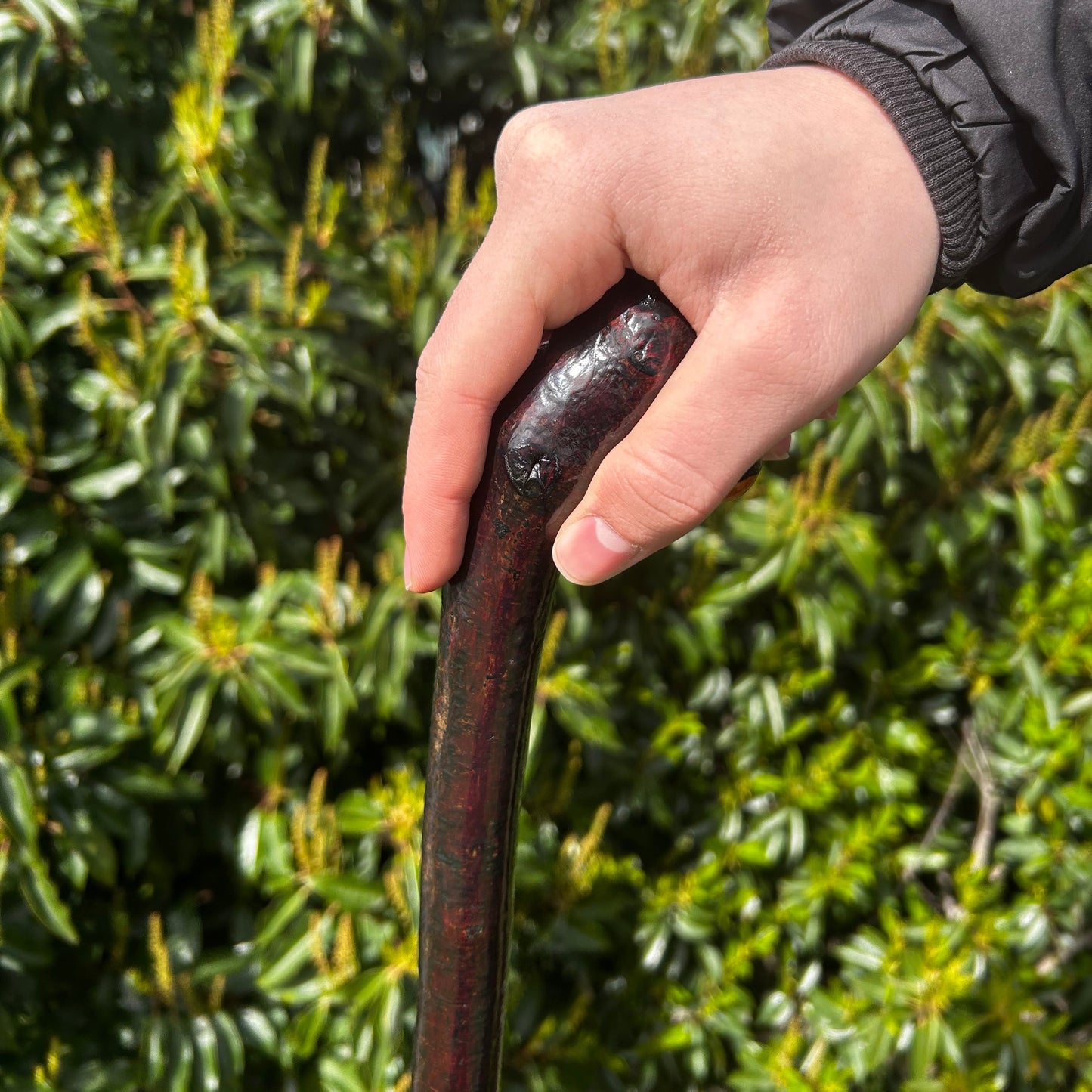 Blackthorn Shillelagh with Varnish Finish – 95 cm (37.4”)