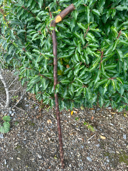 Blackthorn Walking Stick with L Handle - 110 cm / 43 inches