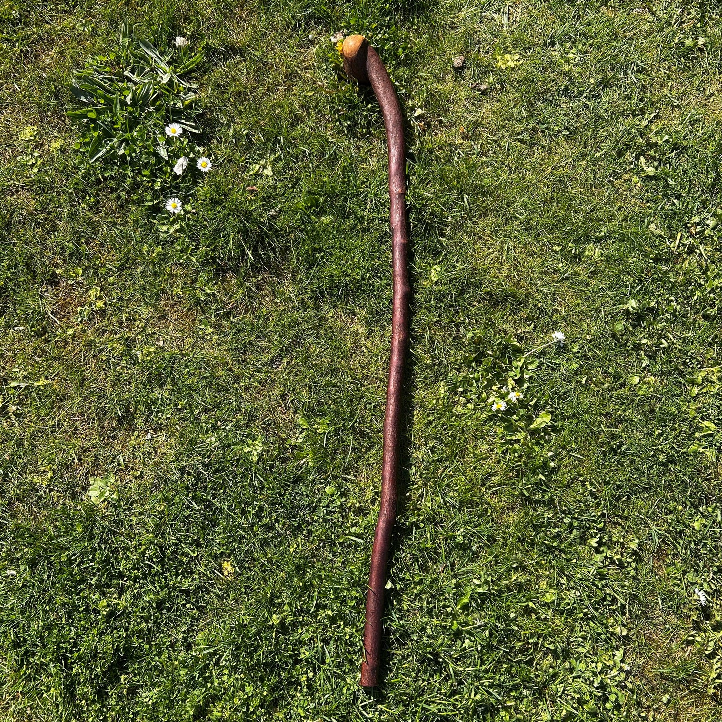 Rustic Blackthorn Shillelagh Root Ball Handle – 95 cm (37.4”)