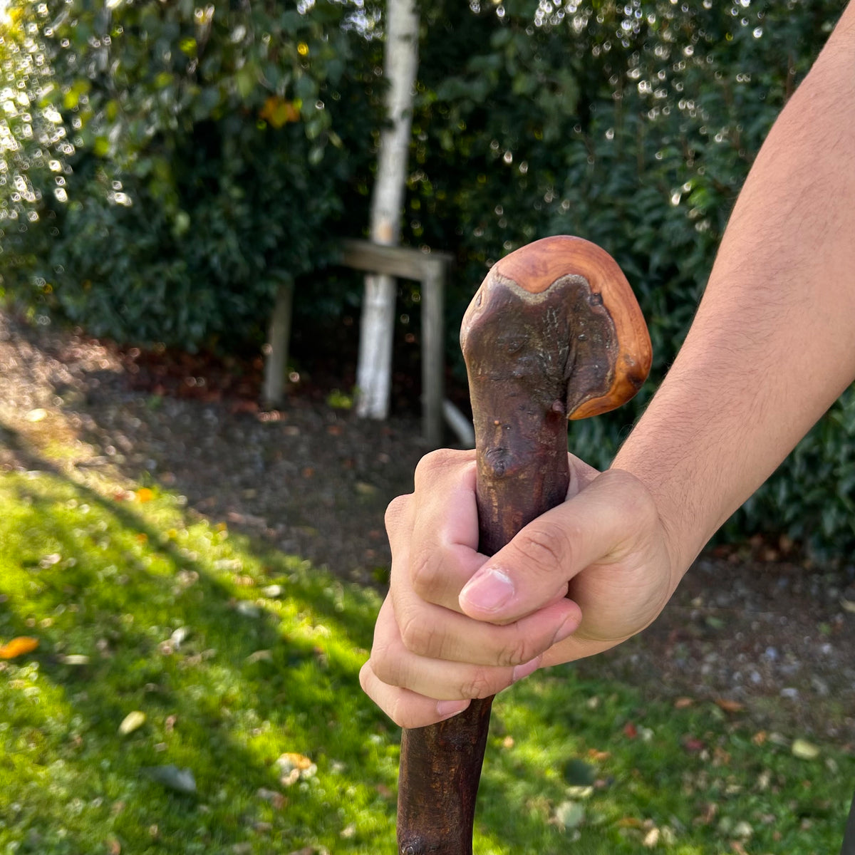 Viper-Shaped Root Ball Blackthorn Shillelagh – 105 cm (41.3”)