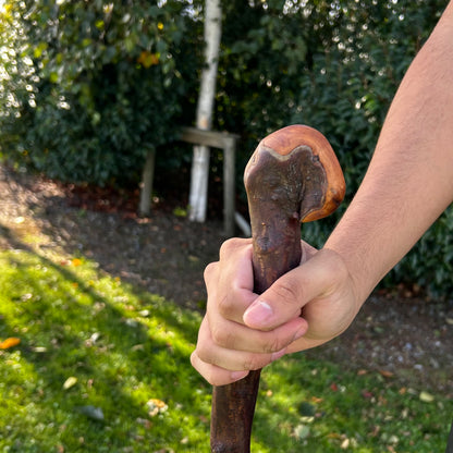 Viper-Shaped Root Ball Blackthorn Shillelagh – 105 cm (41.3”)