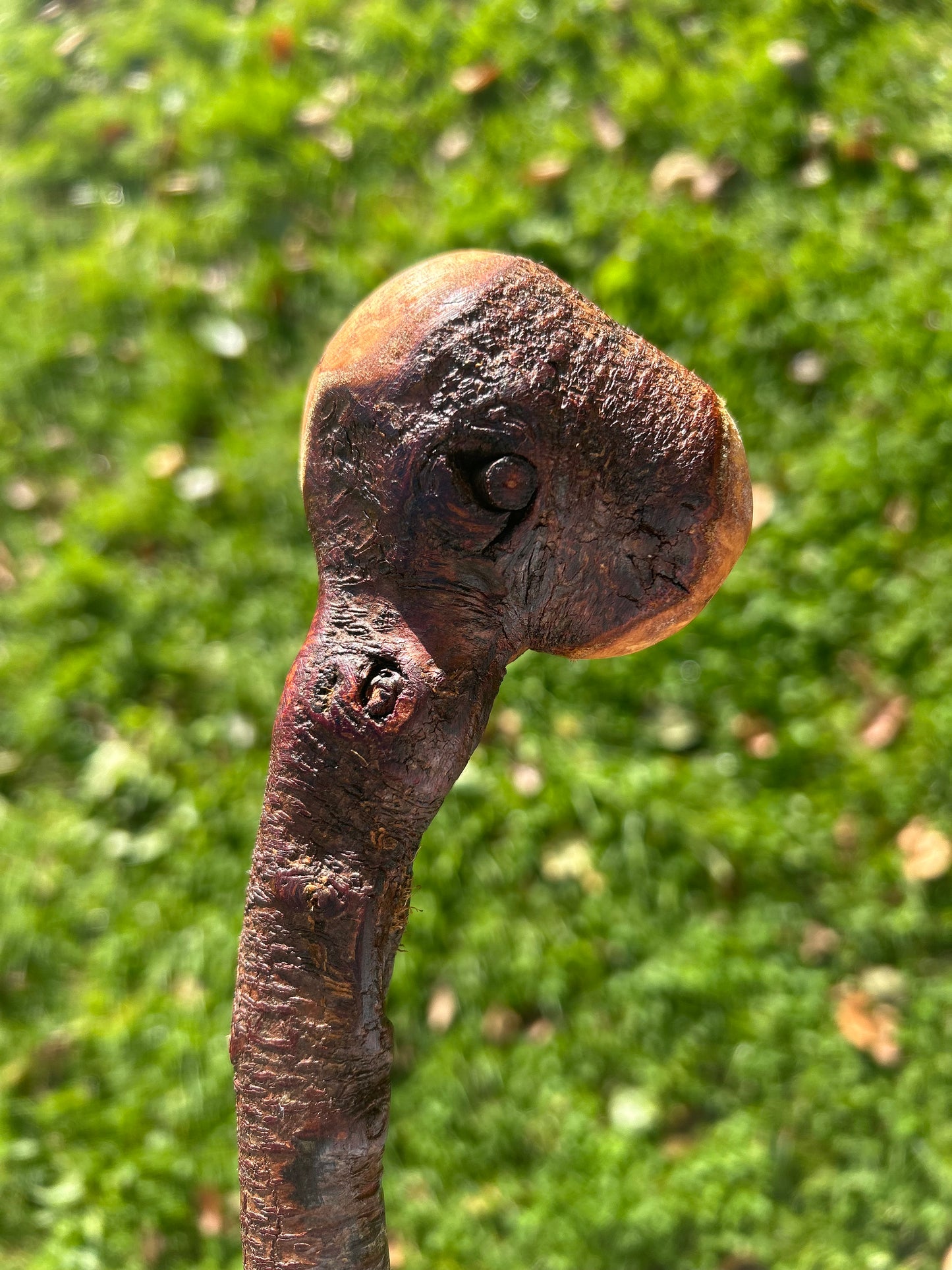 Blackthorn Walking Stick with Round Handle - 95 cm / 37.4 inches