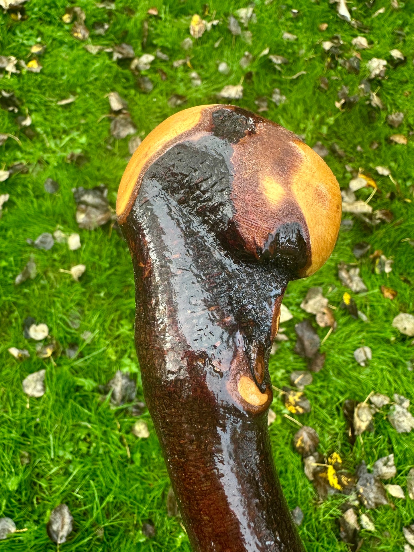 Irish Blackthorn Walking Stick with Knuckles – 40”