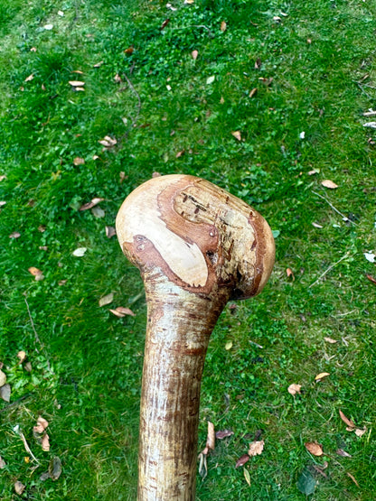 Hazel Walking Stick with Round Handle 97 cm / 38 inches