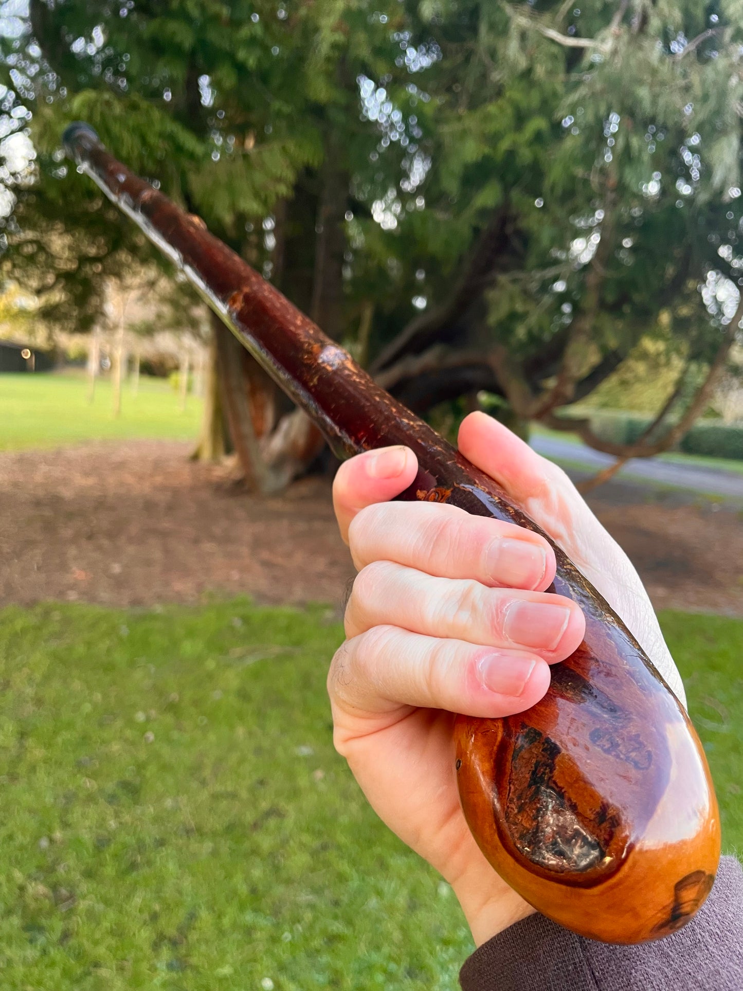 Blackthorn stick with knob