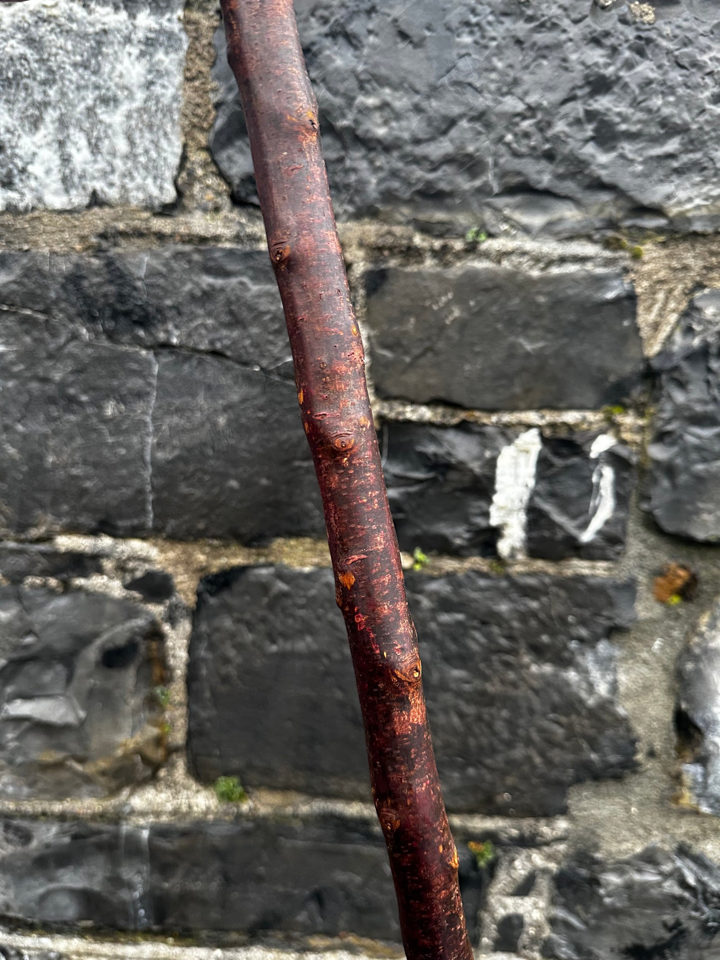 Rustic Blackthorn Hiking Stick with Leaning Head – 105 cm (41.3”)