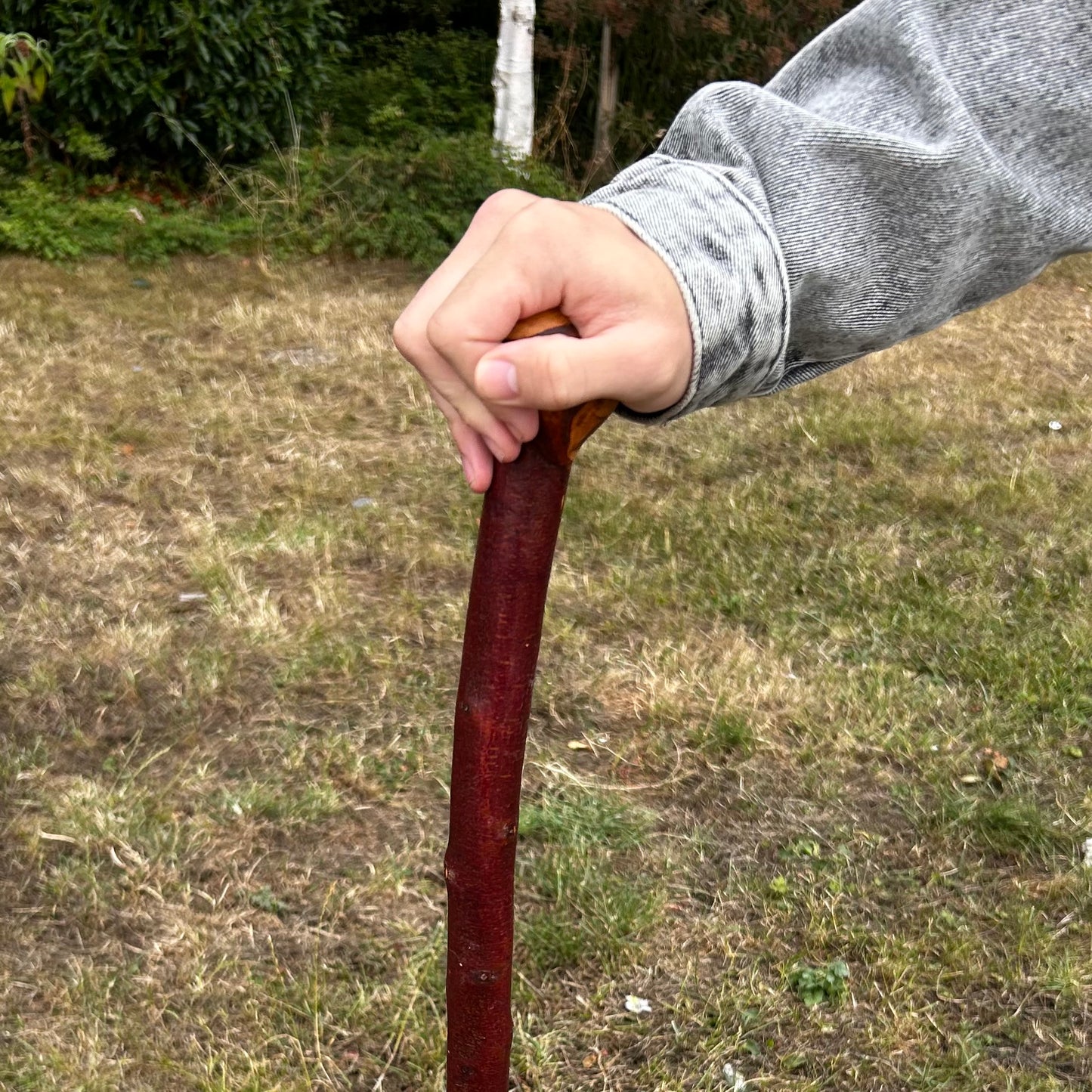 Large Knob Blackthorn Shillelagh with Thick Shaft – 96.5 cm (38”)
