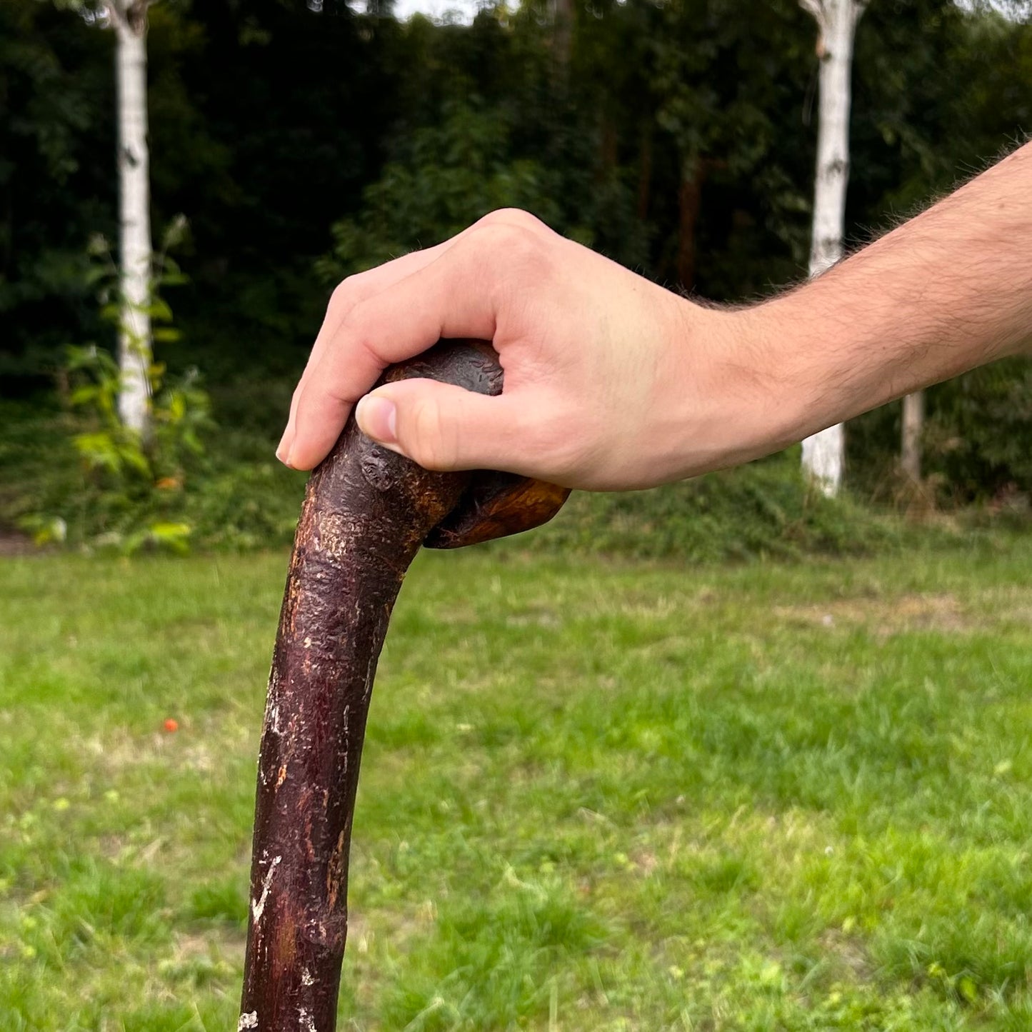 Large Round Knob Blackthorn Shillelagh – 99 cm (39”)