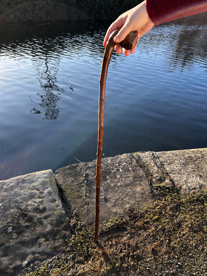 Blackthorn Knob Walking Stick – 100 cm / 39 inches