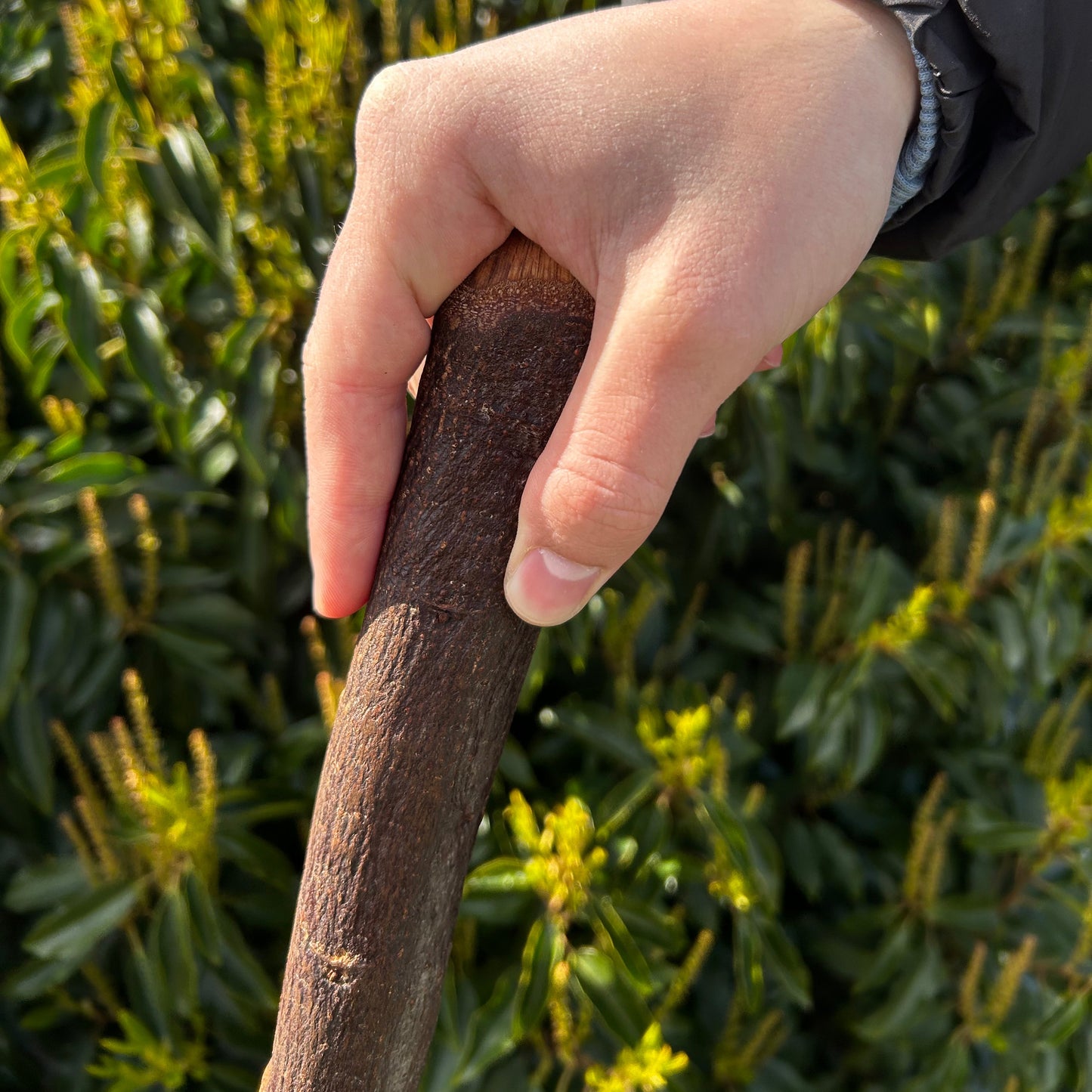 Tall Blackthorn Shillelagh with Knotted Shaft – 111 cm (43.7”)