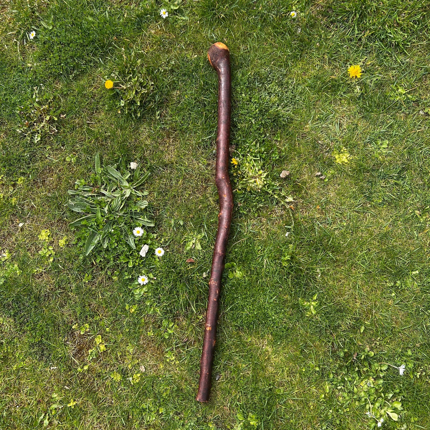 Blackthorn Shillelagh with Small Knob Head – 89 cm (35”)