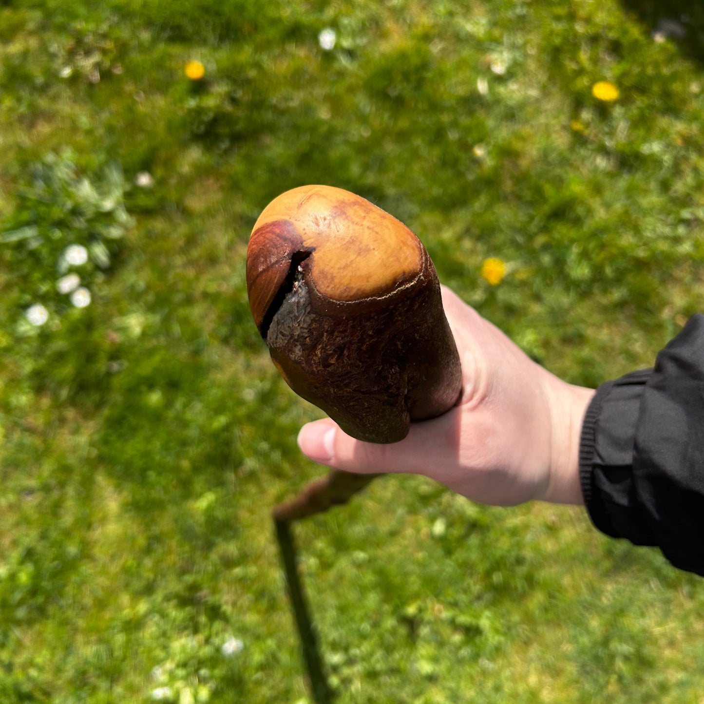 Blackthorn Root Ball Shillelagh – 100 cm (39.4”)