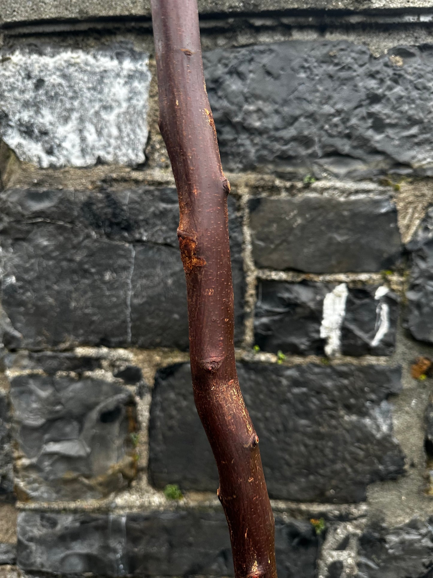 Blackthorn Walking Stick with 45° L-Shaped Handle – 102 cm (40.1”)