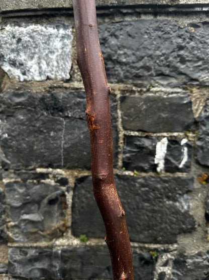 Blackthorn Walking Stick with 45° L-Shaped Handle – 102 cm (40.1”)