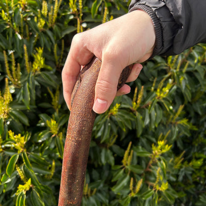 Blackthorn Root Ball Shillelagh – 100 cm (39.4”)