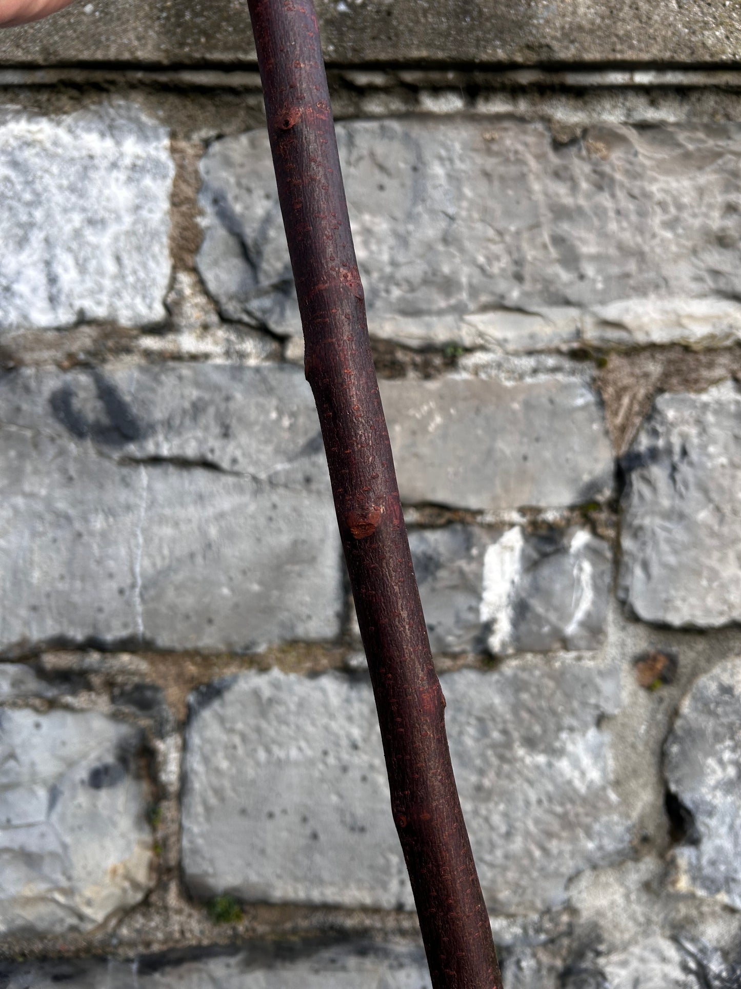 Blackthorn Walking Stick with L Handle – 94 cm (37”)