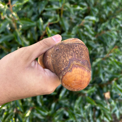 Traditional Root Ball Blackthorn Shillelagh Knob Stick – 103 cm (40.6”)