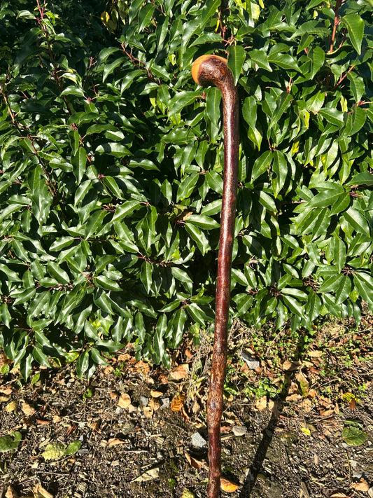 Blackthorn Walking Stick with Round Handle - 97 cm / 38.2 inches