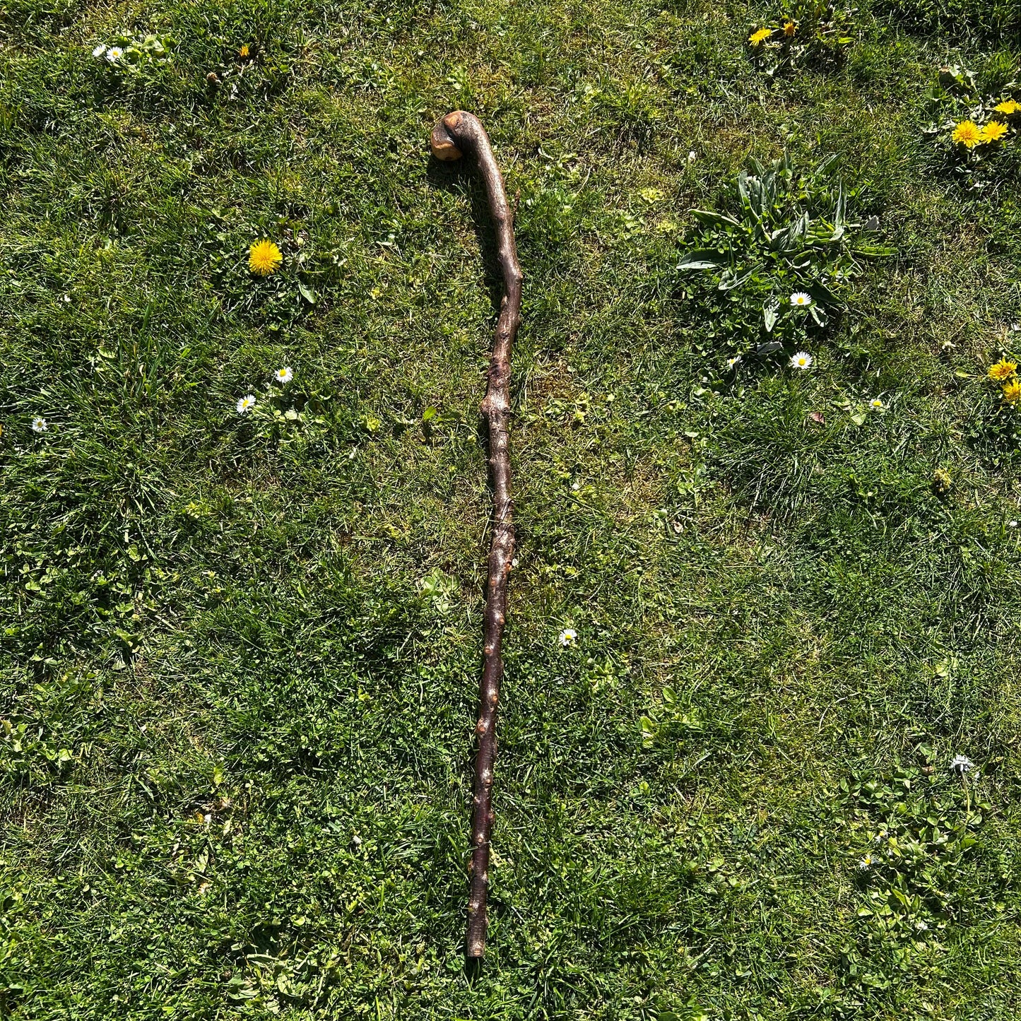 Twisted Blackthorn Shillelagh Knob Stick – 102 cm (40.1”)