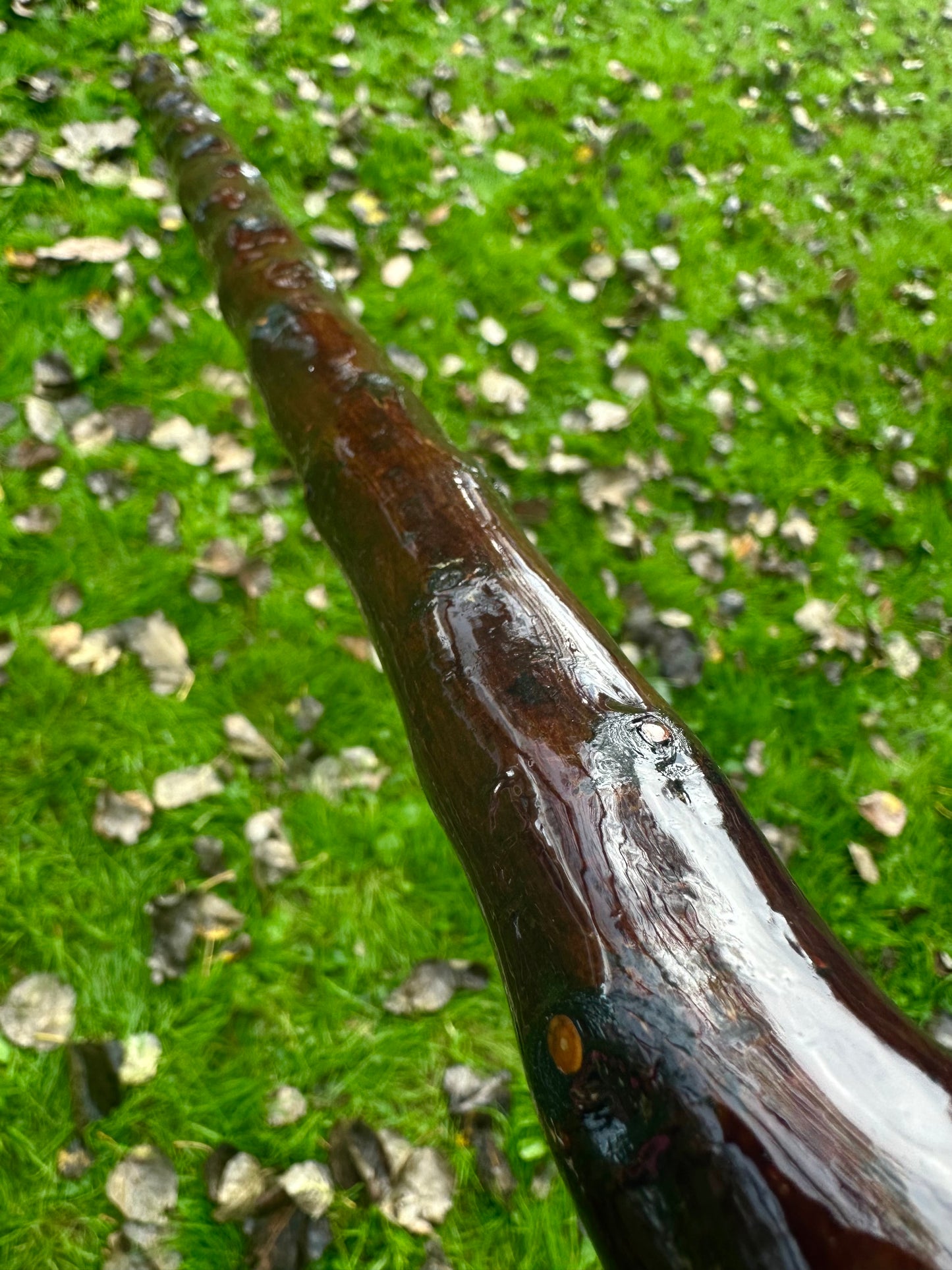 Blackthorn Stick with Spalted Beech Head – 39.5”