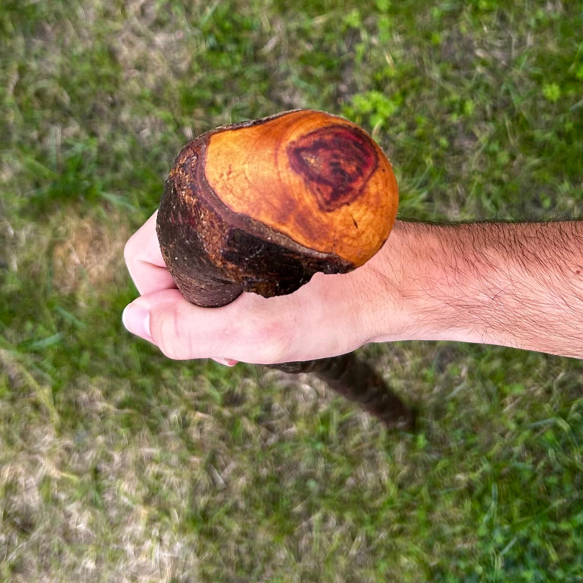 Large Round Knob Blackthorn Shillelagh – 99 cm (39”)