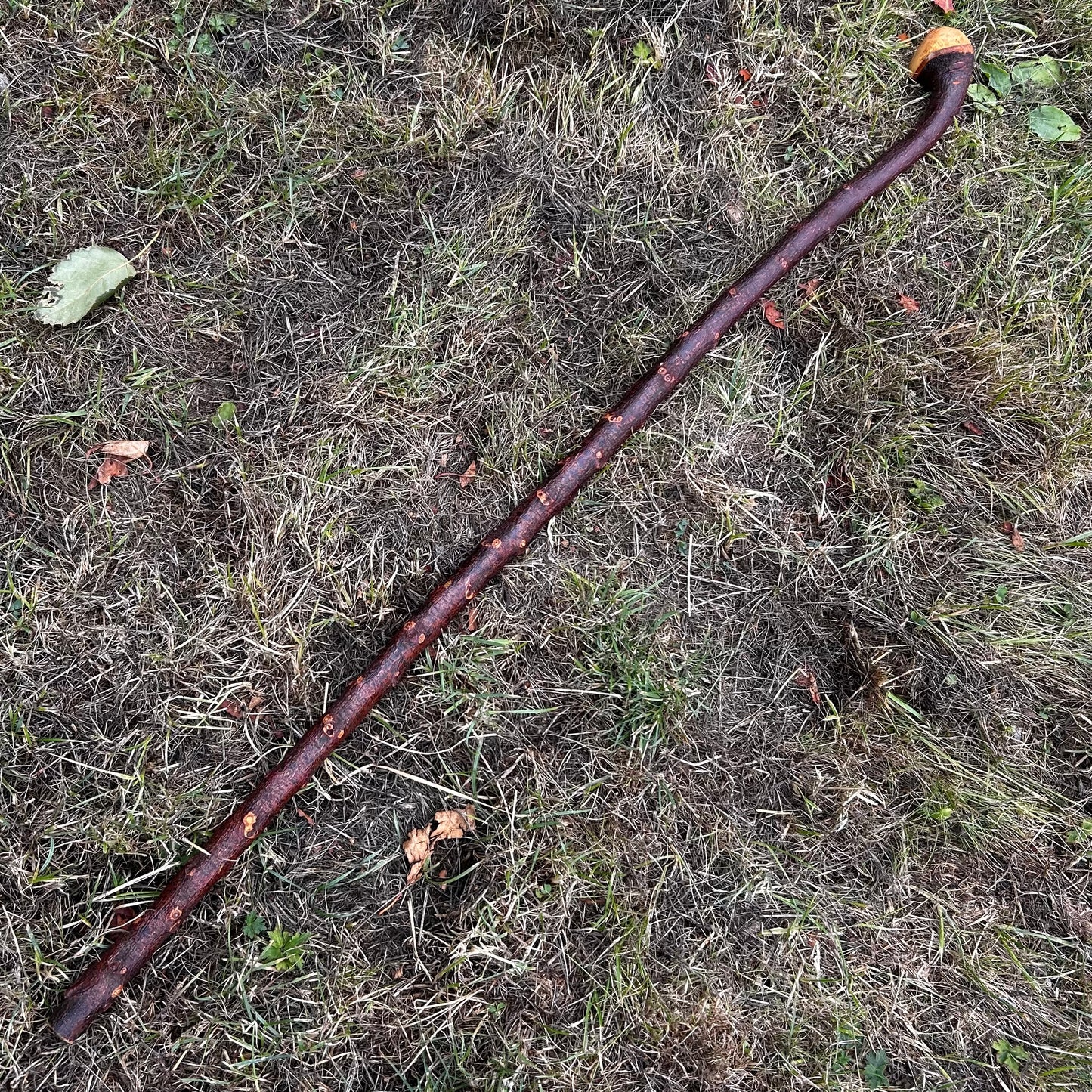 Round Knob Blackthorn Shillelagh – 98.5 cm (38.8”)