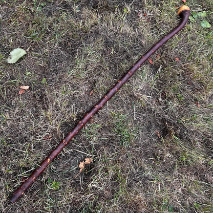 Round Knob Blackthorn Shillelagh – 98.5 cm (38.8”)