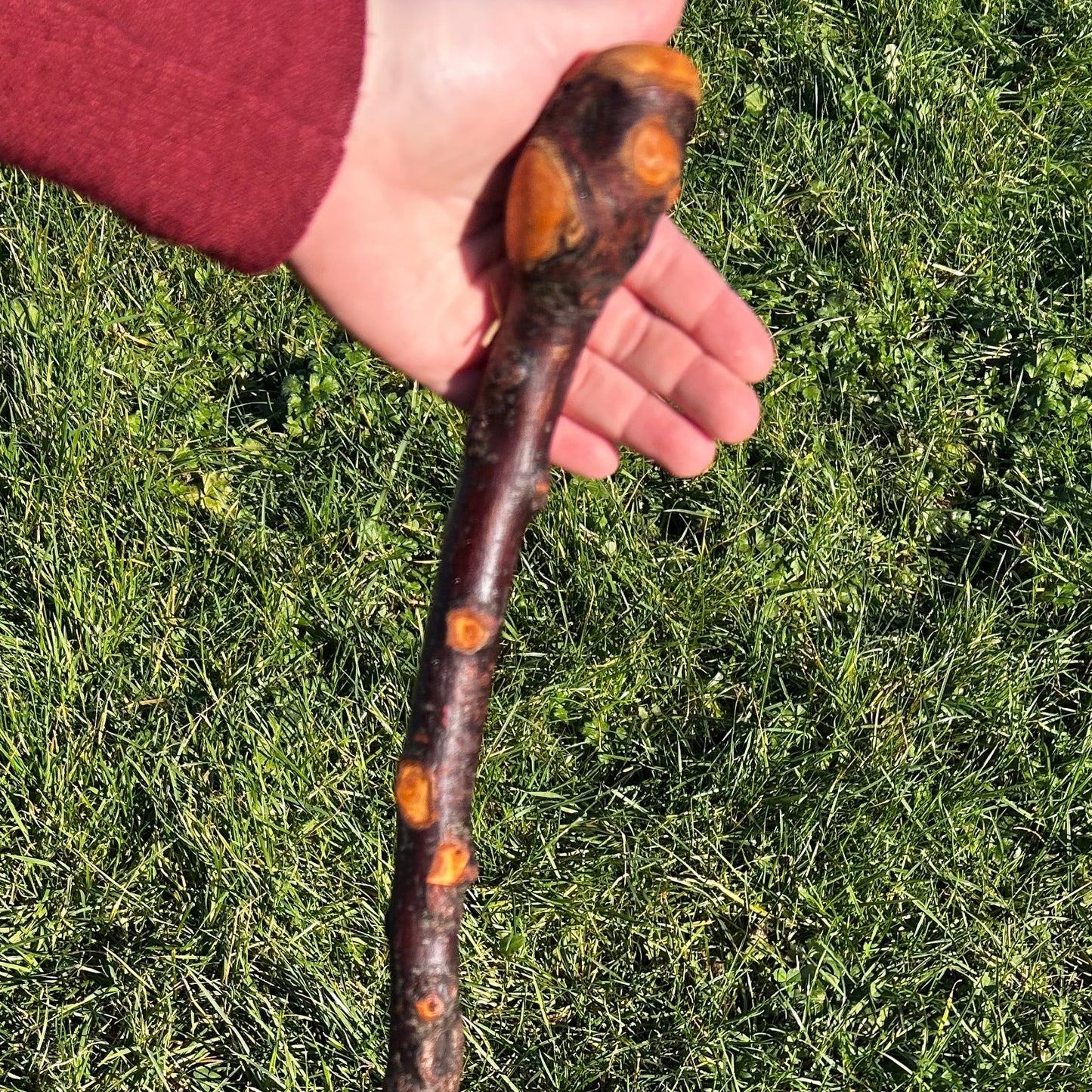 Raspy Shaft Blackthorn Shillelagh - 96 cm (37")