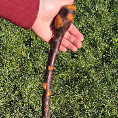 Raspy Shaft Blackthorn Shillelagh - 96 cm (37")