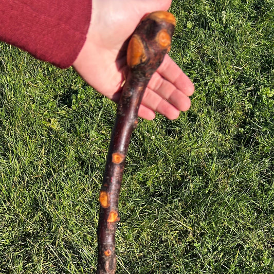 Raspy Shaft Blackthorn Shillelagh - 96 cm (37")