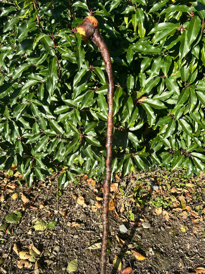 Blackthorn Walking Stick with Round Handle - 95 cm / 37.4 inches