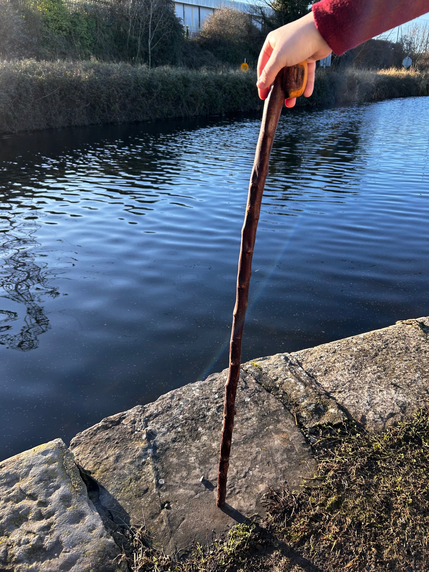 Blackthorn Shillelagh with Large Curved Handle – 100 cm (39”)