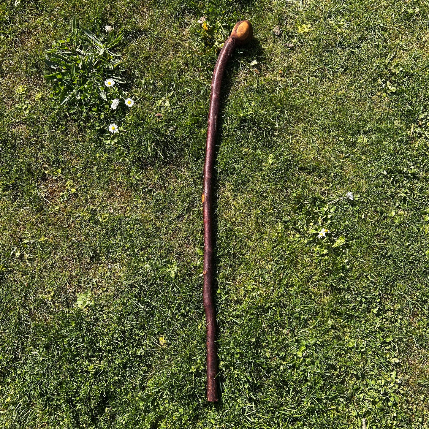 Rustic Blackthorn Shillelagh Root Ball Handle – 95 cm (37.4”)