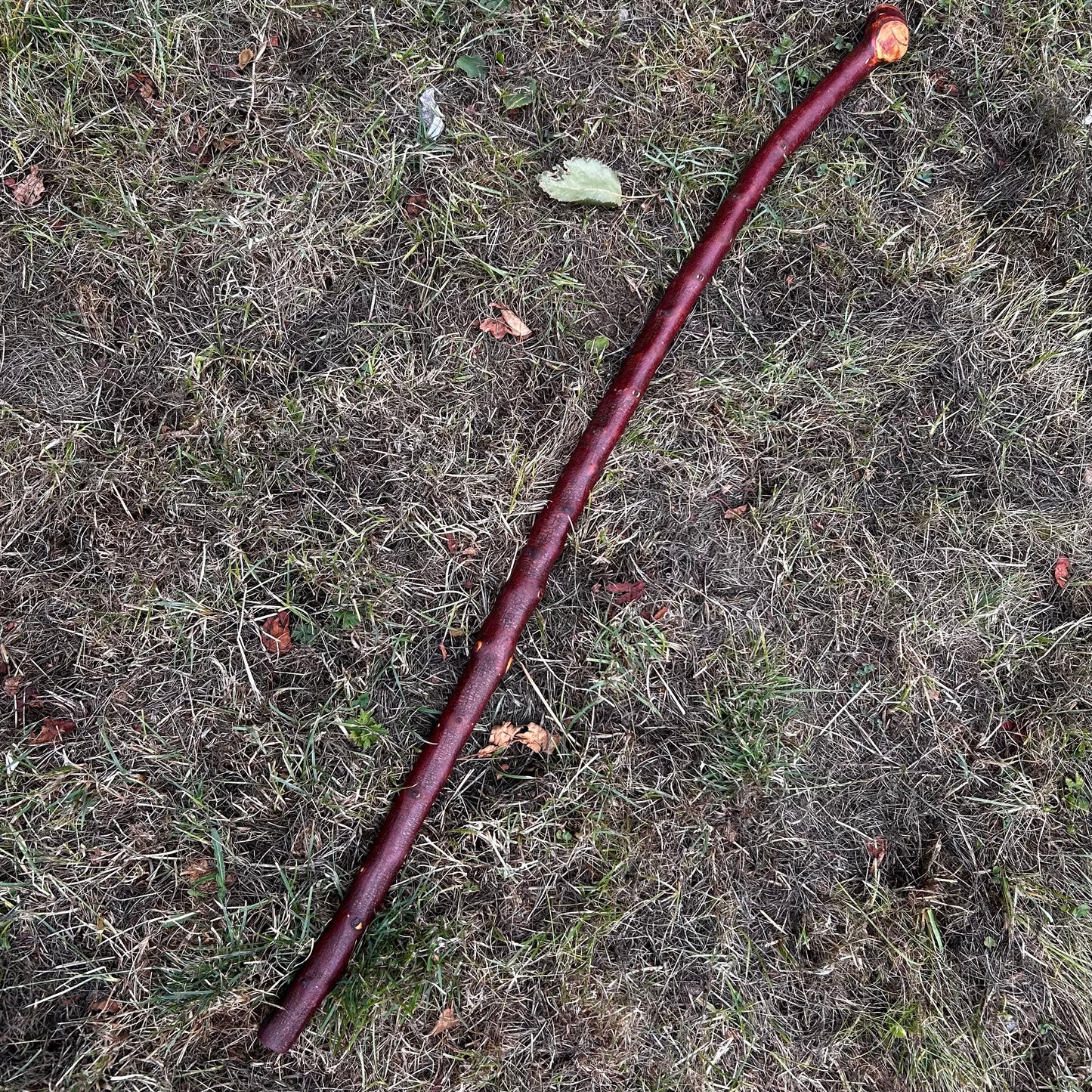 Large Knob Blackthorn Shillelagh with Thick Shaft – 96.5 cm (38”)