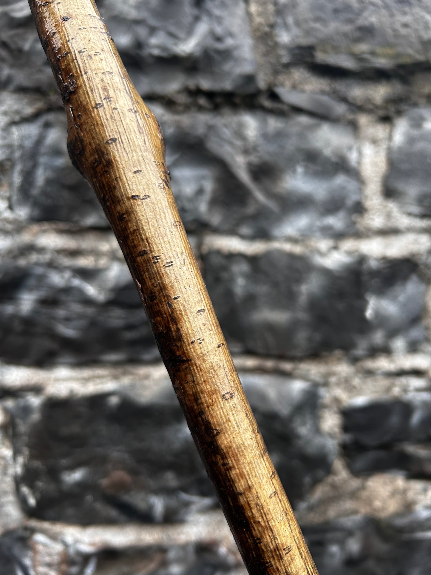 Hazel Walking Stick with Large Dark-Finished Knob Head – 100 cm (39.4”)