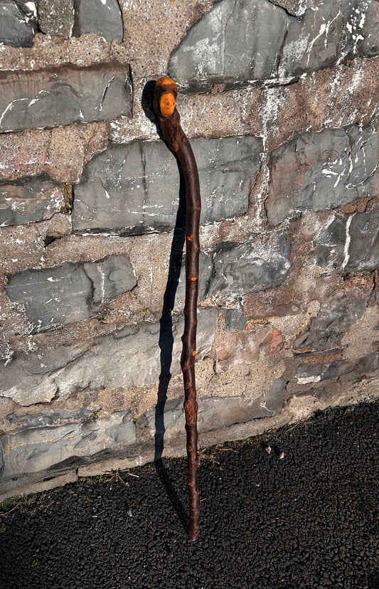 Blackthorn Shillelagh with Large Rugged Handle – 94 cm (37”)