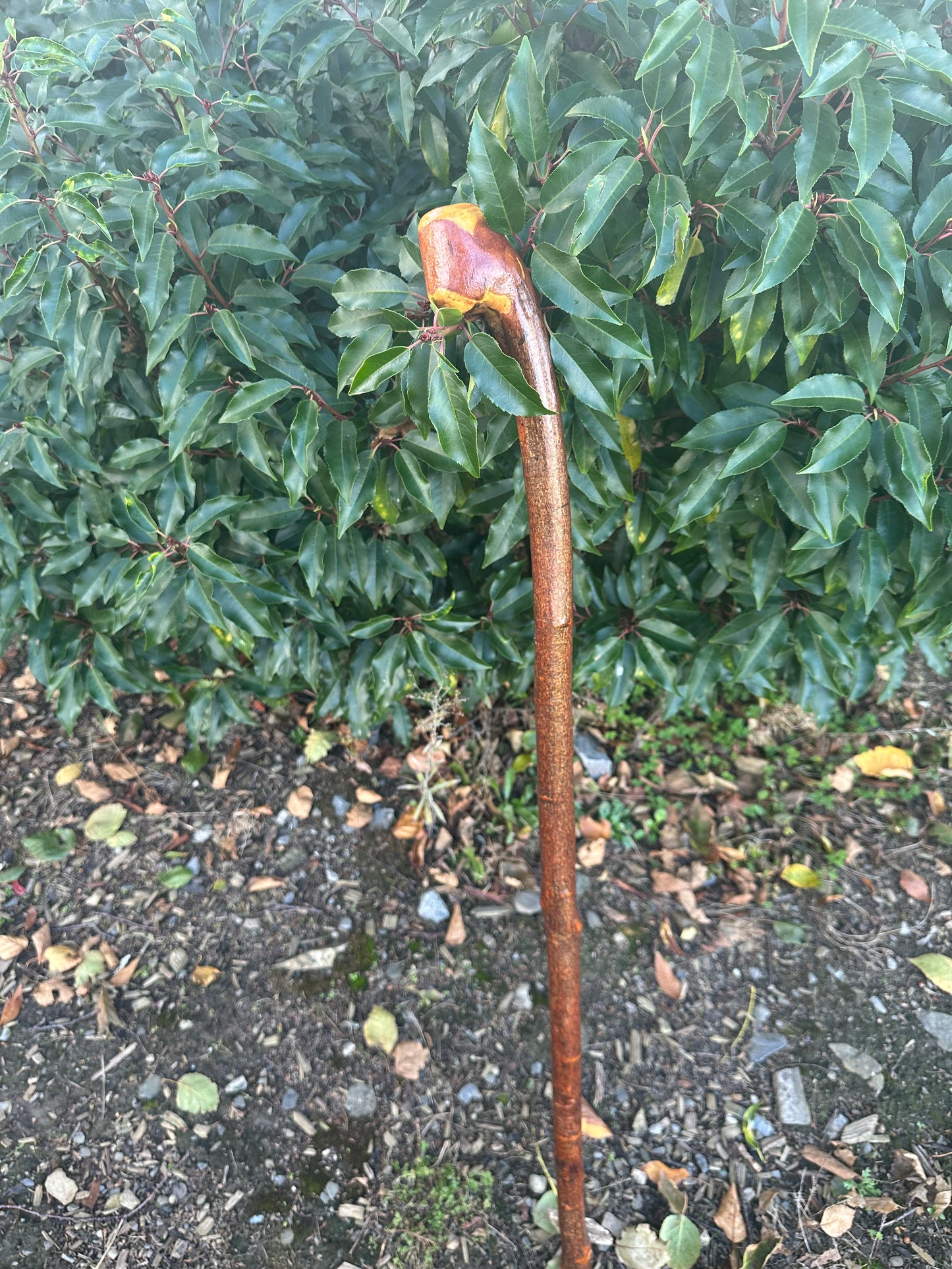 Blackthorn Walking Stick with Grip Handle – 95cm