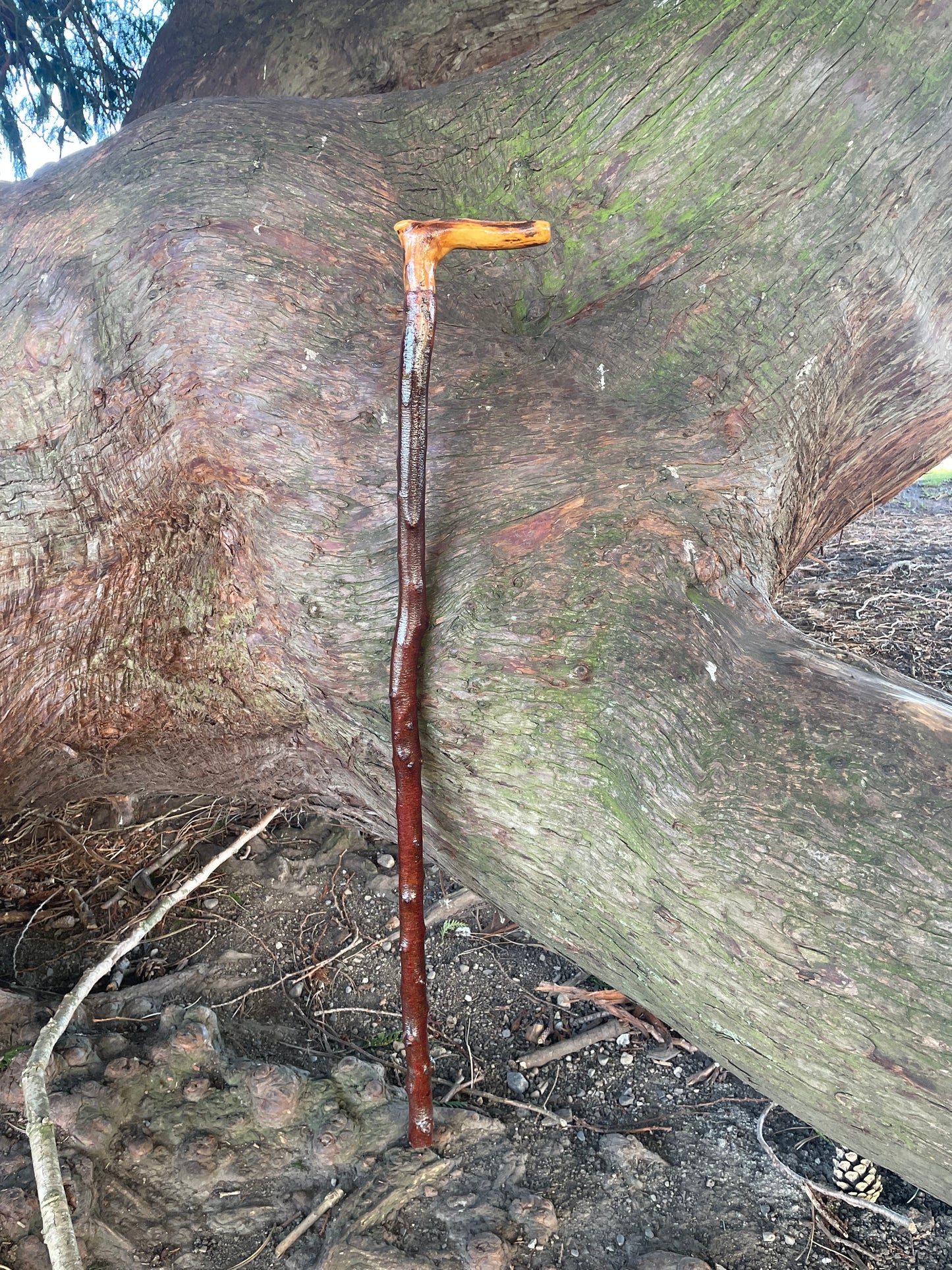 Blackthorn walking stick with L Handle