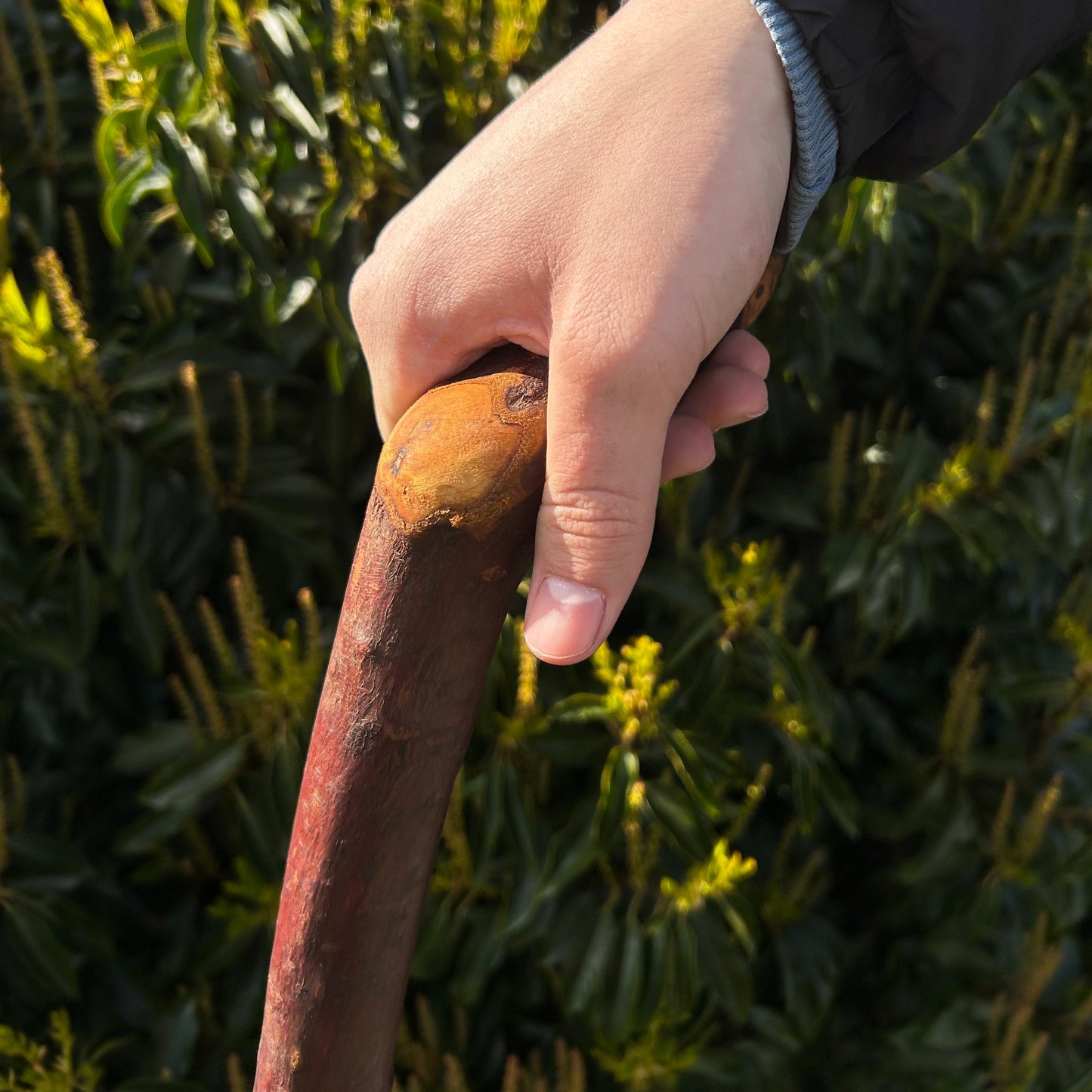 Heavy Blackthorn Shillelagh with Sloped L Handle – 102 cm (40.1”)