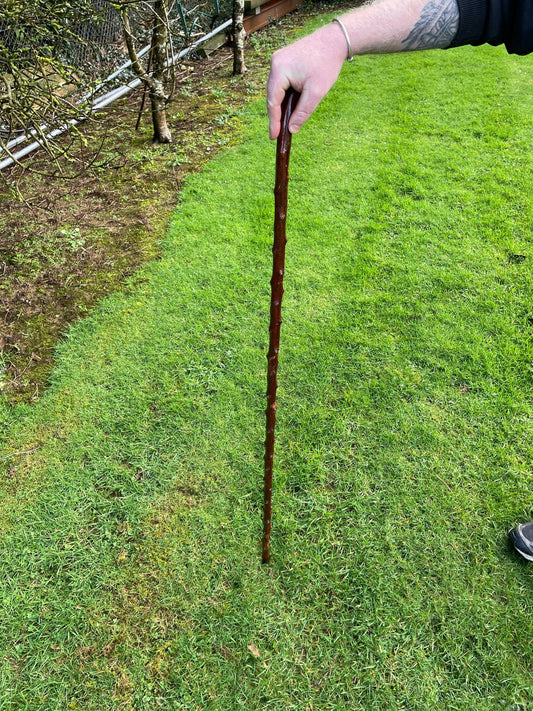 One piece blackthorn hiking stick 50 inches tall (127 cm) plenty knuckles