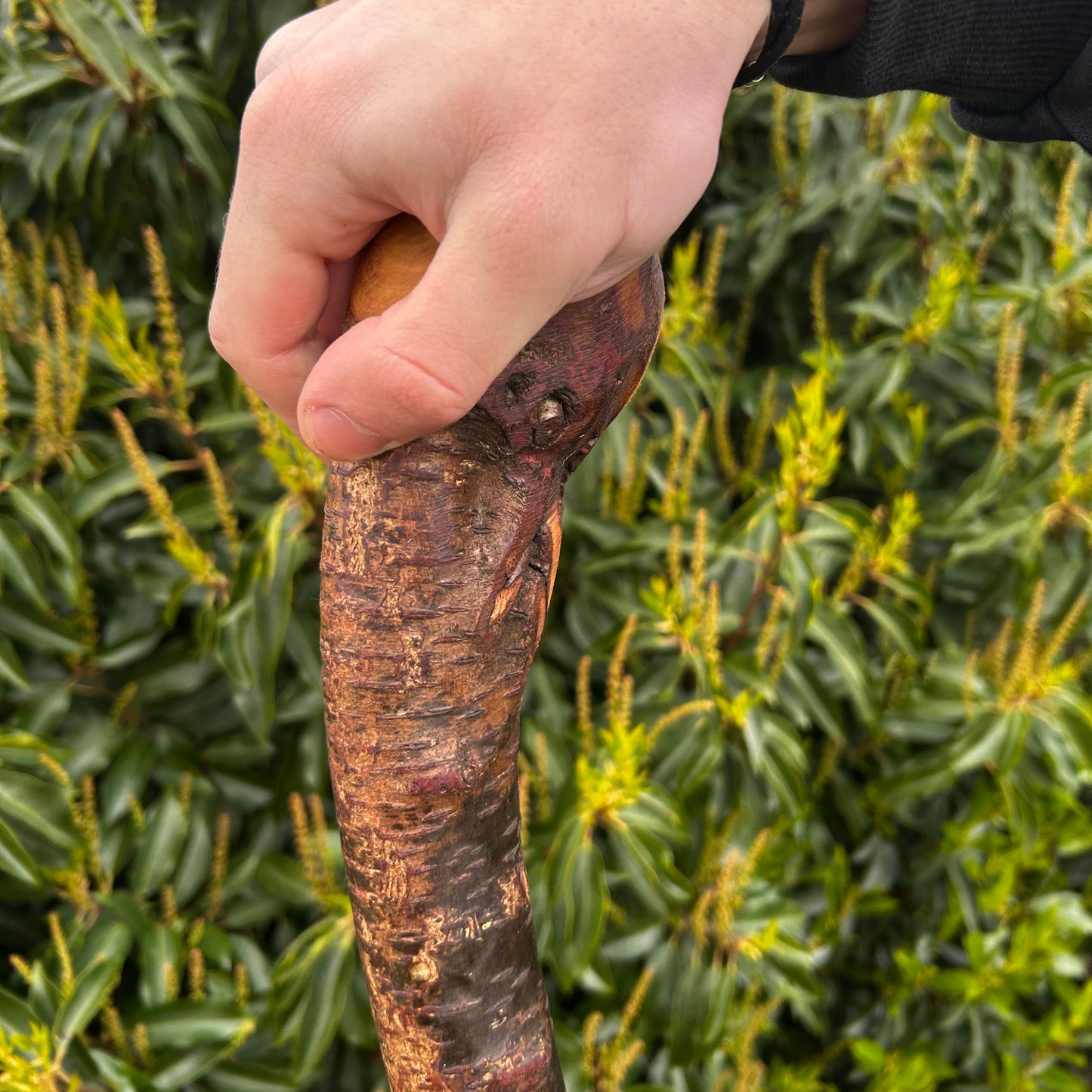 Heavy Gnarly Blackthorn Shillelagh Root Ball Stick – 98 cm (38.5”)