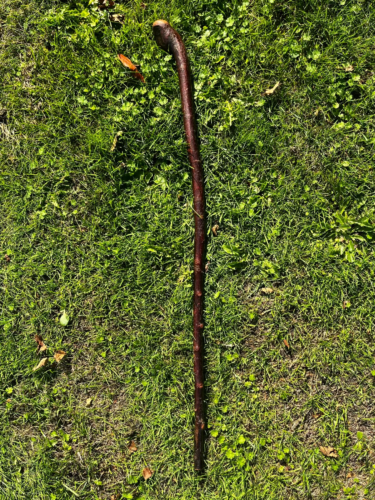 Rugged Blackthorn Shillelagh Knob Knuckle Stick – 87 cm (34.2”)