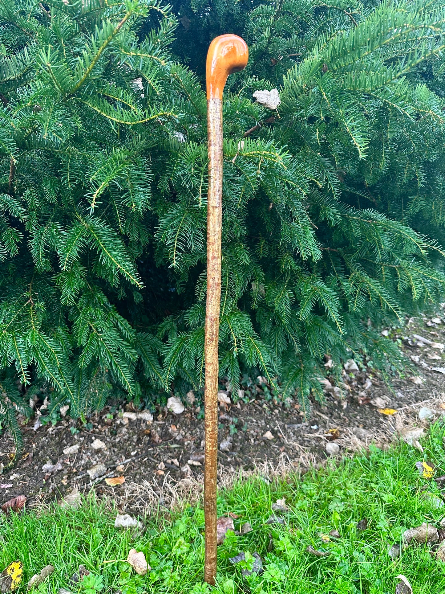 Hazel Walking Stick with Spalted Yew Head – 39”