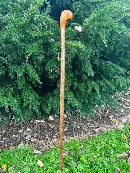 Hazel Walking Stick with Spalted Yew Head – 39”