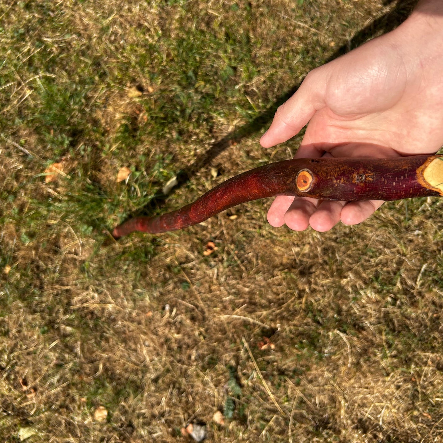 Blackthorn Shillelagh L Handle “Door Knocker” – 87 cm (34.3”)