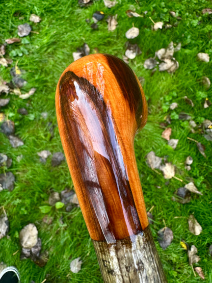 Hazel Walking Stick with Spalted Yew Head – 37.5”
