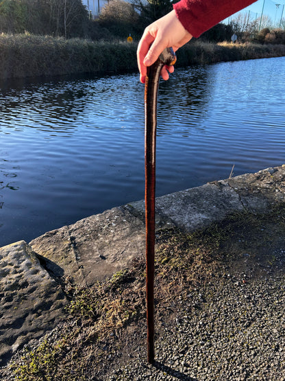 Blackthorn Shillelagh with Small Handle - 99 cm / 39 inches