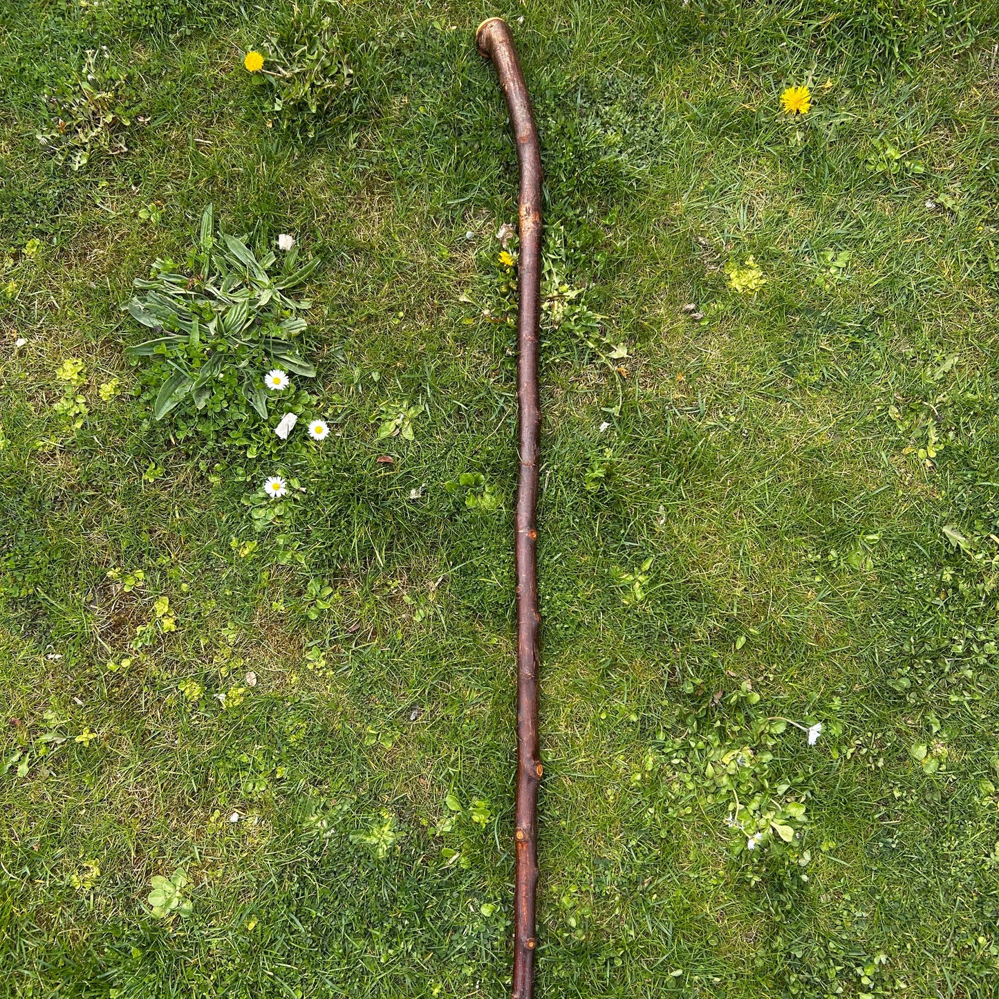Blackthorn Shillelagh with Knotted Shaft – 109 cm (42.9”)