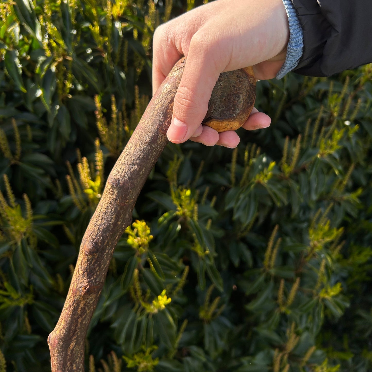 Twisted Blackthorn Shillelagh Knob Stick – 102 cm (40.1”)